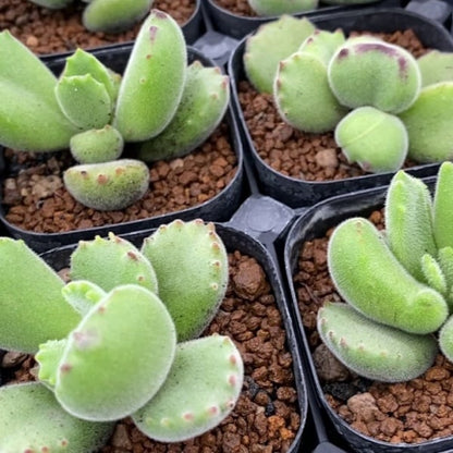 🐻‍❄️Bear's-paw Succulent Seeds🌱