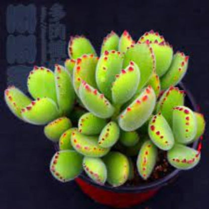 🐻‍❄️Bear's-paw Succulent Seeds🌱