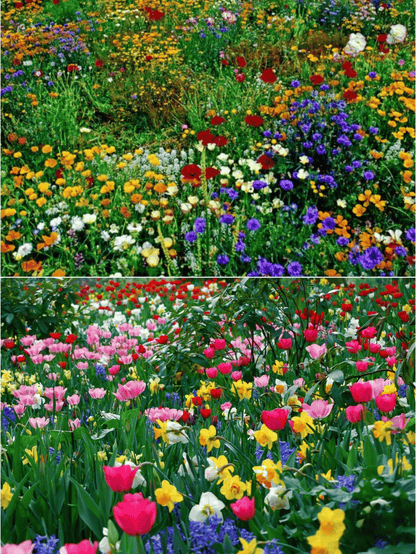 🔥Last day clearance💝Premium Cold-Hardy Mixed Perennial Seeds - Selected 40+ Fall Planting Mix