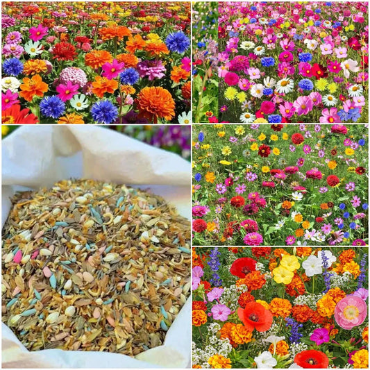 🔥Hot Sale🎉Mixed Perennial Wild Flowers Seeds(Over 60 kinds mixed)
