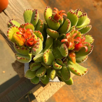 🐻‍❄️Bear's-paw Succulent Seeds🌱