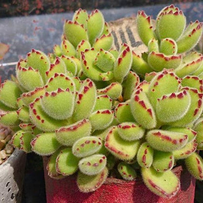 🐻‍❄️Bear's-paw Succulent Seeds🌱
