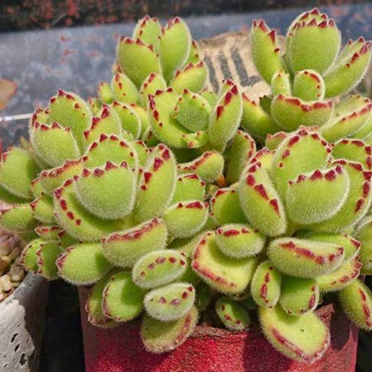 🐻‍❄️Bear's-paw Succulent Seeds🌱