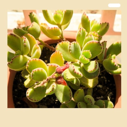 🐻‍❄️Bear's-paw Succulent Seeds🌱